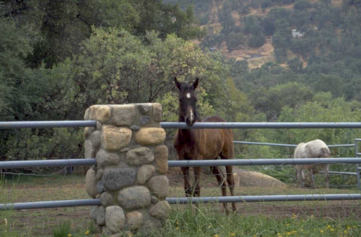 horse paddock olive 1980s 1990s A4 Photo Print