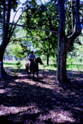 horse riding woods1980s 1990s A4 Photo Print 42