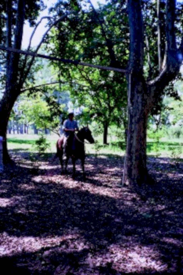 horse riding woods1980s 1990s A4 Photo Print