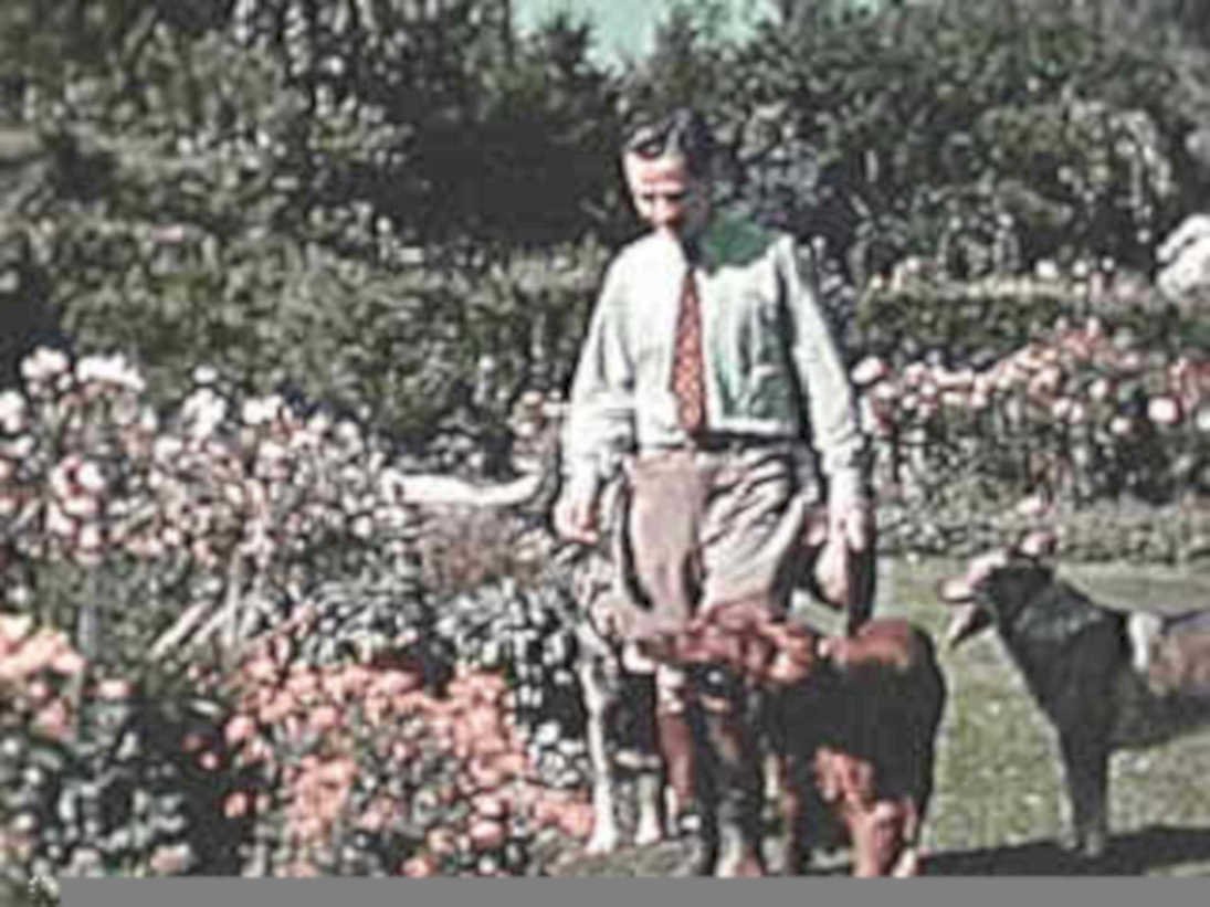 horse roses man1980s 1990s A4 Photo Print