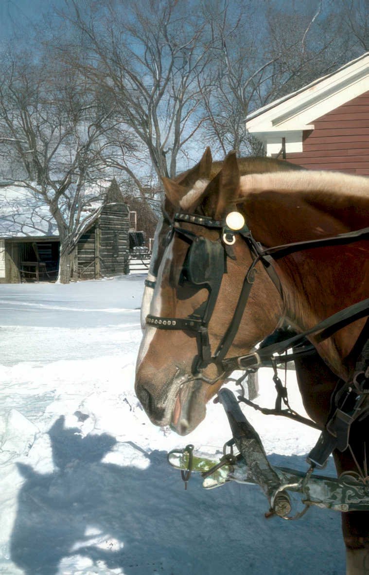 horse sleigh snow Vintage A4 Photo Print
