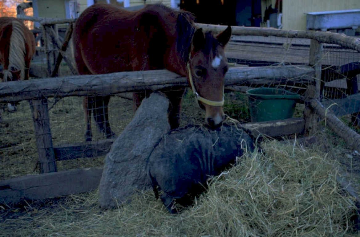 horse stall winter 1980s 1990s A4 Photo Print