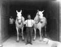 horse team barn Vintage world war A4 Photo Print