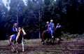 horseback forest ride1980s 1990s A4 Photo Print
