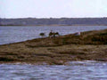horseback river bank1980s 1990s A4 Photo Print