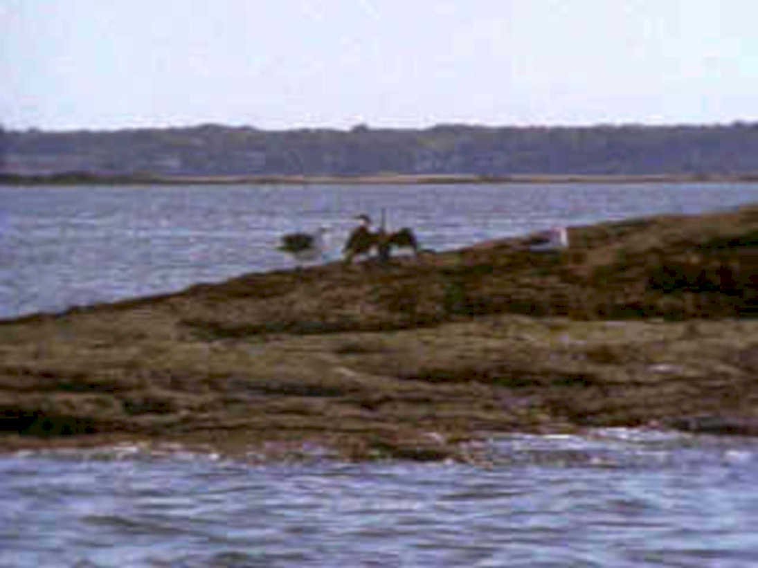 horseback river bank1980s 1990s A4 Photo Print
