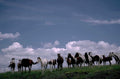 horses hill powerlines 1980s 1990s A4 Photo Print