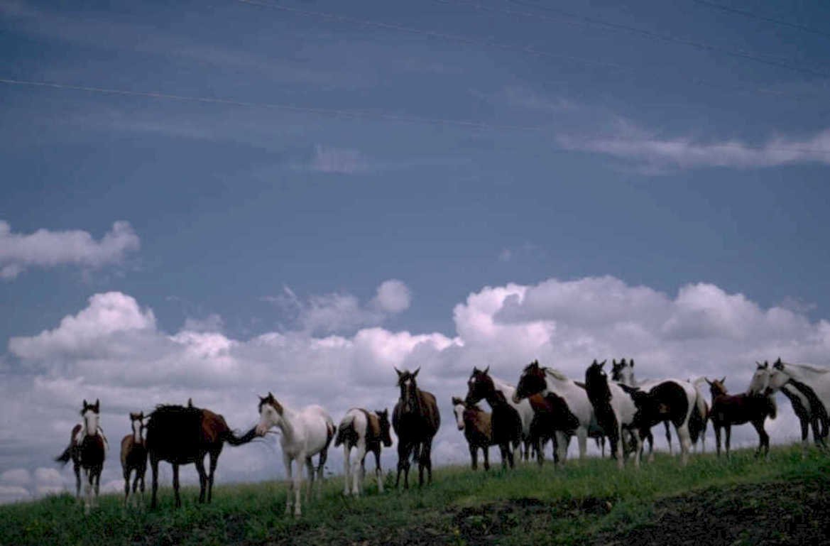 horses hill powerlines 1980s 1990s A4 Photo Print