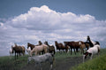 horses hill west 1980s 1990s A4 Photo Print