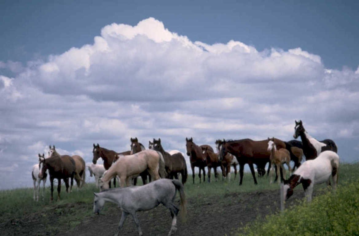 horses hill west 1980s 1990s A4 Photo Print