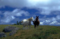 horses hillside sky 1980s 1990s A4 Photo Print
