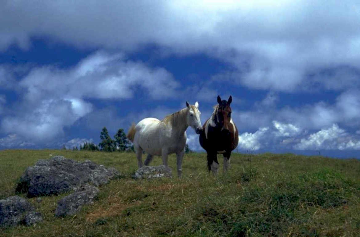 horses hillside sky 1980s 1990s A4 Photo Print