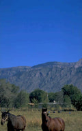 horses landscape western 1980s 1990s A4 Photo Print