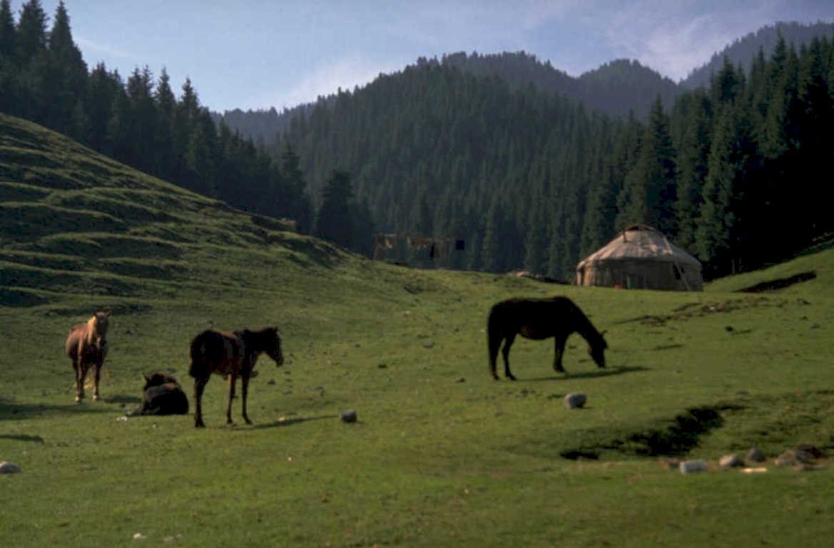 horses meadow yurt 1980s 1990s A4 Photo Print