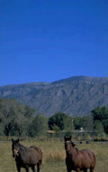 horses mountains newmexico 1980s 1990s A4 Photo Print