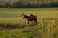 horses pasture autumn 1980s 1990s A4 Photo Print