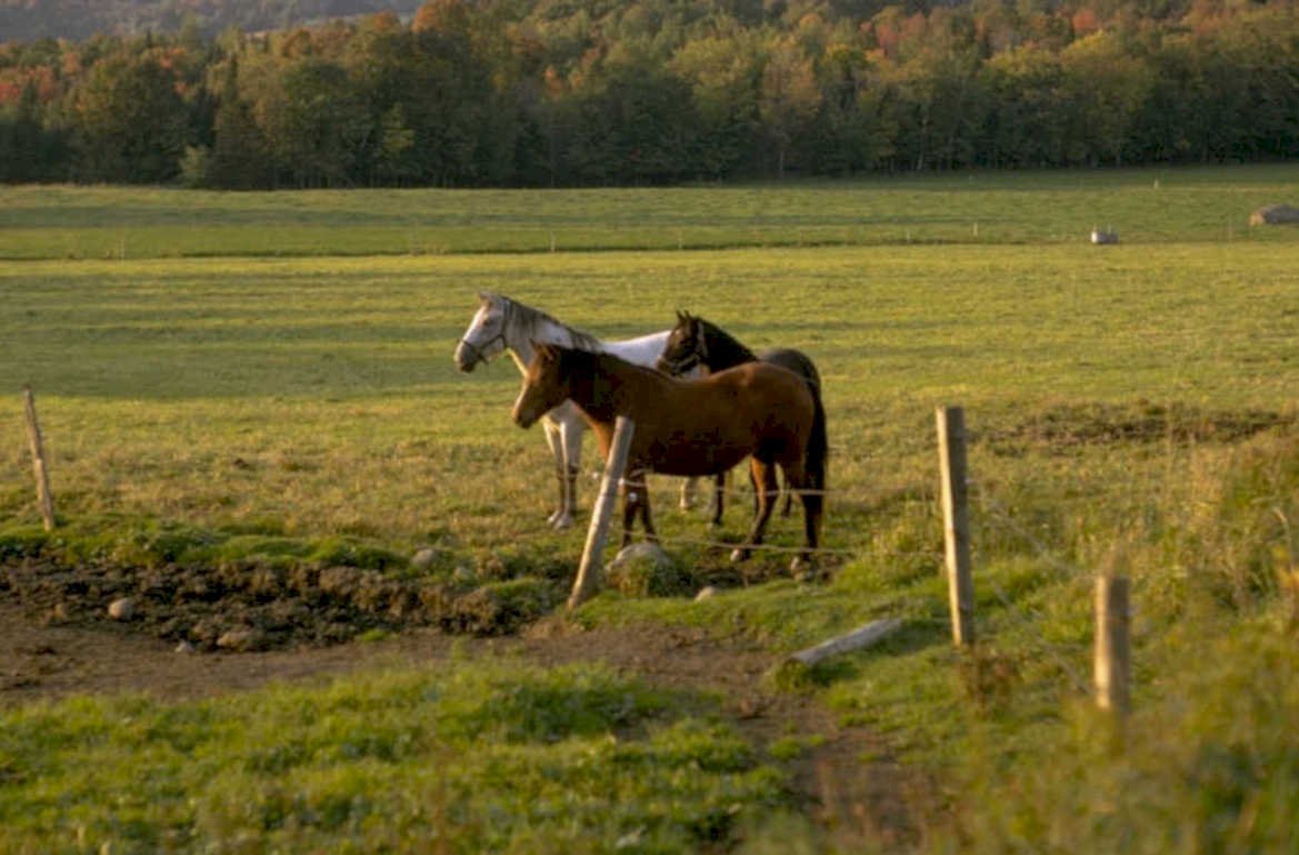 horses pasture autumn 1980s 1990s A4 Photo Print