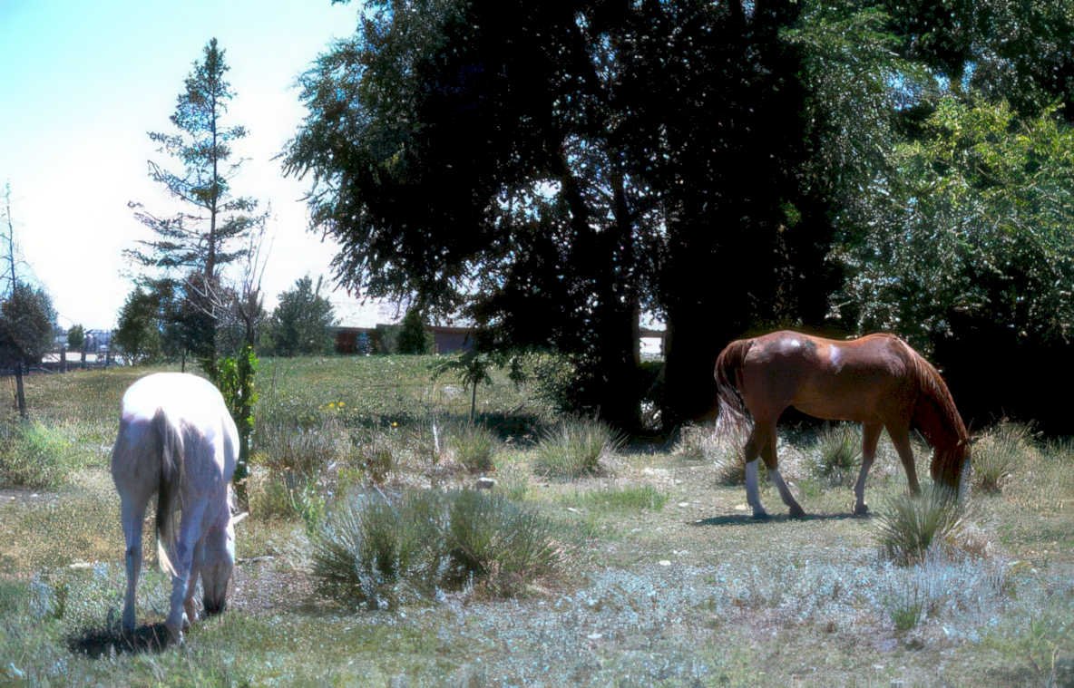 horses pasture daylight Vintage A4 Photo Print