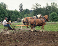 horses plowing field1980s 1990s A4 Photo Print