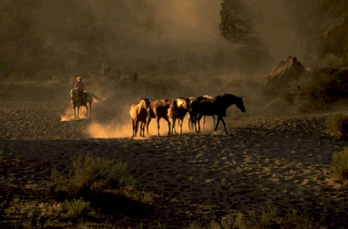 horses rider desert 1980s 1990s A4 Photo Print