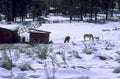 horses snow barn 1980s 1990s A4 Photo Print