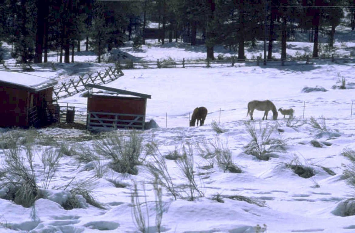 horses snow barn 1980s 1990s A4 Photo Print