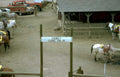 horses western ride Vintage A4 Photo Print