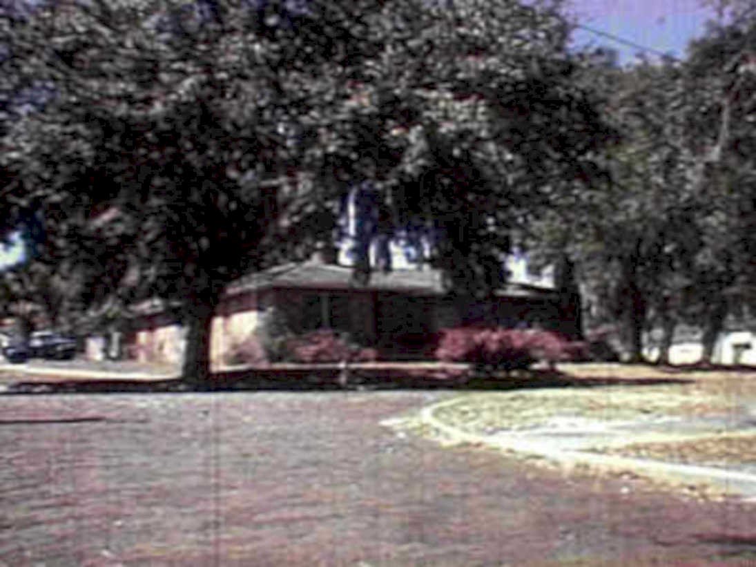 house driveway trees 21980s 1990s A4 Photo Print