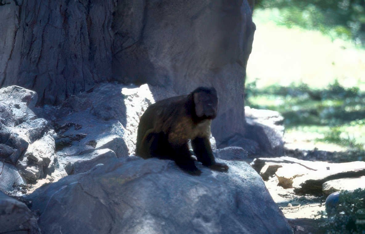 howler monkey macaque Vintage A4 Photo Print