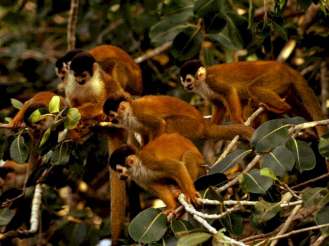 howler monkeys rainforest1980s 1990s A4 Photo Print