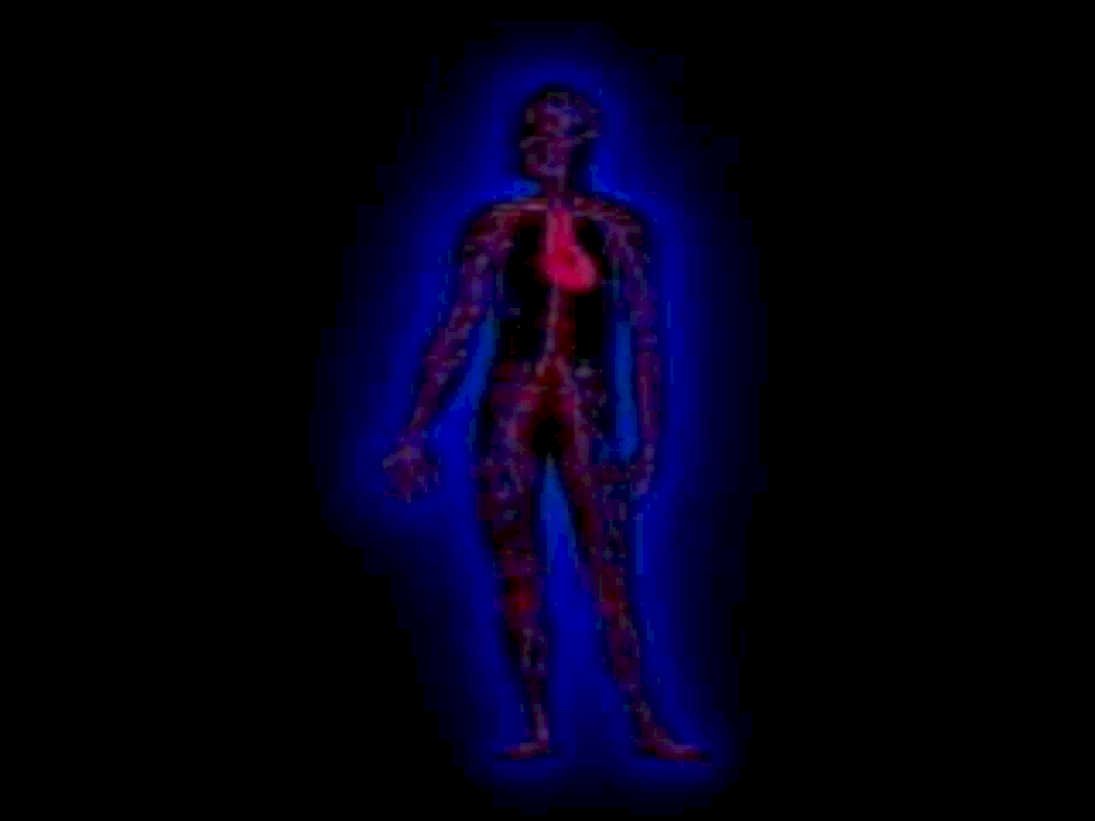 human blood vessels1980s 1990s A4 Photo Print