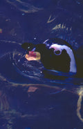 humboldt penguin underwater Vintage A4 Photo Print