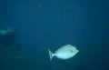 hummockfish deep blue Vintage A4 Photo Print