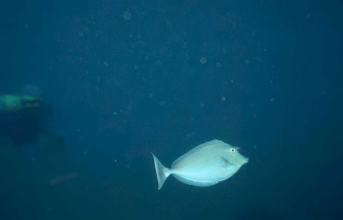 hummockfish deep blue Vintage A4 Photo Print
