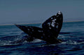 humpback whale sunset 1980s 1990s A4 Photo Print