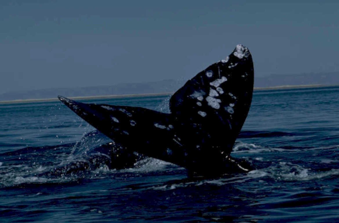 humpback whale sunset 1980s 1990s A4 Photo Print