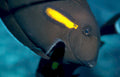 humphead parrotfish reef GIGA 2