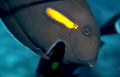 humphead parrotfish reef Vintage A4 Photo Print