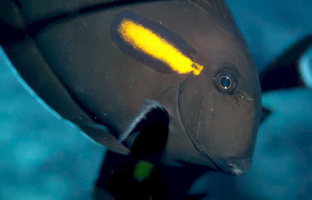 humphead parrotfish reef Vintage A4 Photo Print