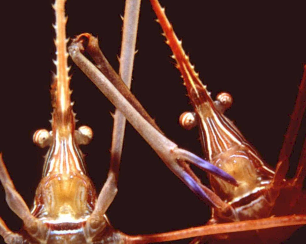 huntsman spider pedipalps1980s 1990s A4 Photo Print