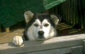 husky dog alaska Vintage A4 Photo Print