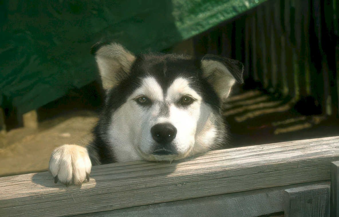 husky dog alaska Vintage A4 Photo Print