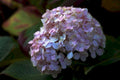 hydrangea flower detail1980s 1990s A4 Photo Print