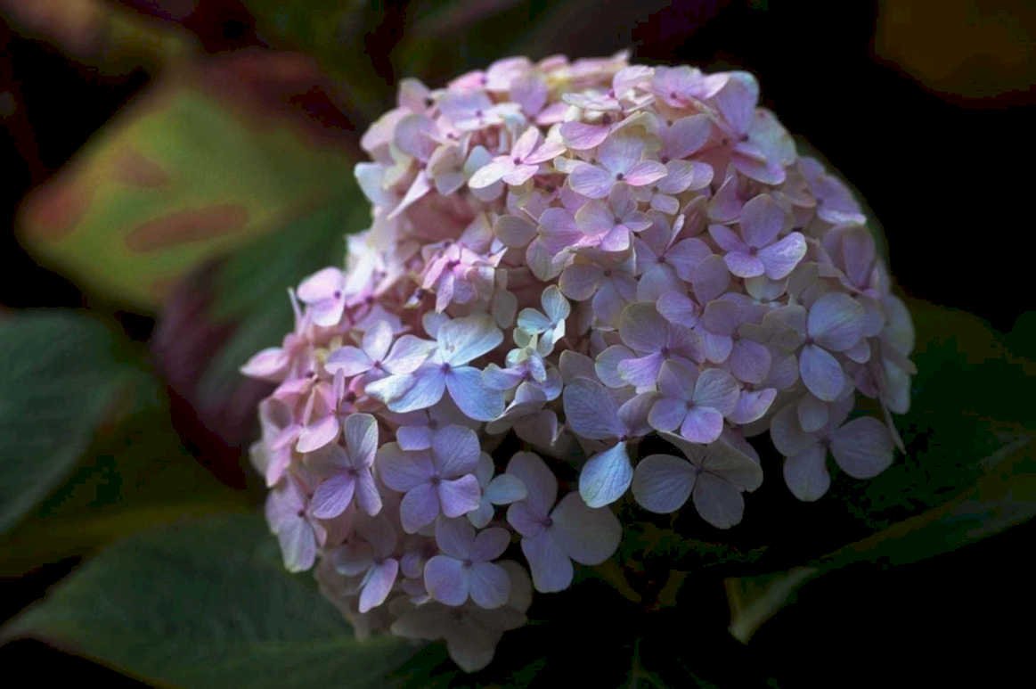 hydrangea flower detail1980s 1990s A4 Photo Print