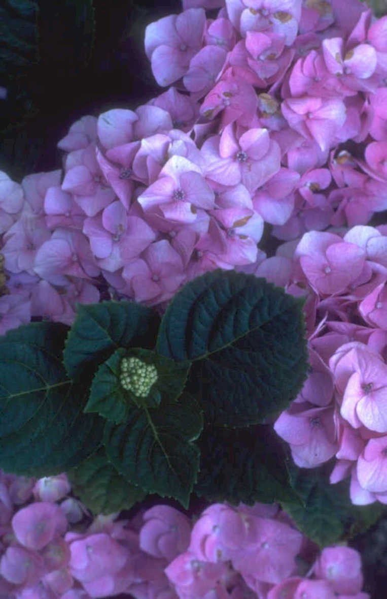 hydrangea flowers pink 1980s 1990s A4 Photo Print
