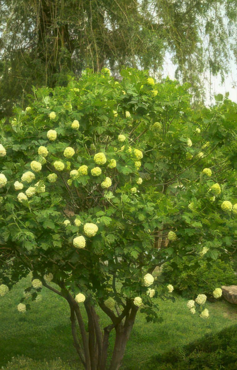 hydrangea limelight tree Vintage A4 Photo Print