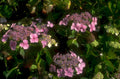 hydrangea pink flowers 1980s 1990s A4 Photo Print