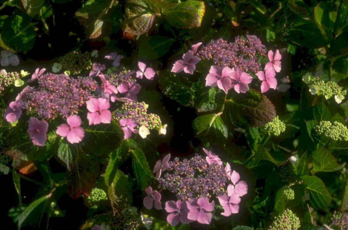 hydrangea pink flowers 1980s 1990s A4 Photo Print