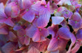 hydrangea pinkpurple water1980s 1990s A4 Photo Print