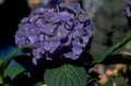hydrangea purple garden 1980s 1990s A4 Photo Print